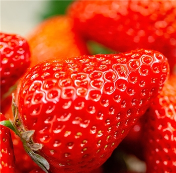 【辽宁丹东】圣野浆果 草莓 1.4kg
